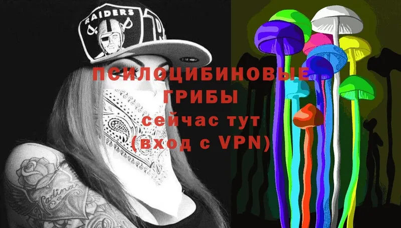 Псилоцибиновые грибы Cubensis  что такое   Ижевск 